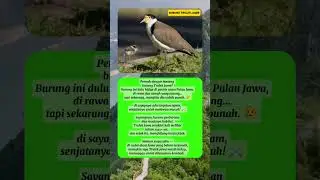 &ldquo;Burung Trulek Jawa &mdash; Hilang dari Dunia, Tapi Mungkin Belum Punah&rdquo;