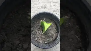 Simple process to grow dragon fruit plant | growing dragon plans ||
