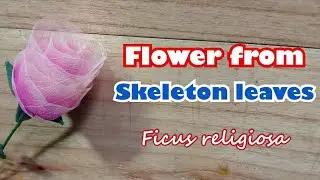Flower from skeleton leaves (Ficus religiosa) I Bunga dari tulang daun bodhi