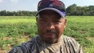 Dove Hunting, my first time.