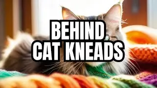 Secret Behind Cats' Kneading Behavior !!! #catfacts