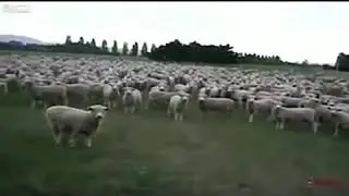 Путин и Бараны