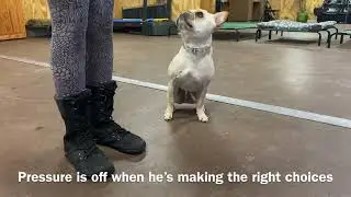 Prong collar intro with pulling French Bulldog - Balanced Dog Training
