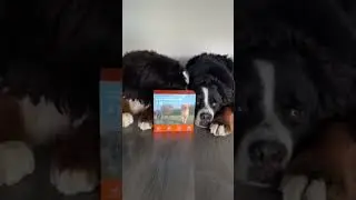 🐶 A Wireless Dog Fence Like You&rsquo;ve Never Seen Before #doglife #dogcontainment #offleashtraining