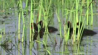 Common Gallinule