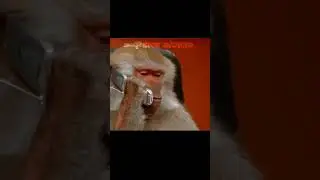 War ⚔️ of Dogs 🐕 and monkeys 🐒 . #dog #monkey #war #like #subscribe