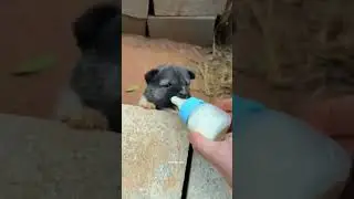 #viralvideo #funny #funmoviemusic #pets #travel