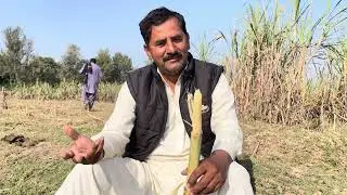 Maher sabir ganna khaany k fawaid btaay 😳