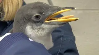 Check Out the Fluffy Penguin Chick Whose Feathers Are Too Cute to Get Wet