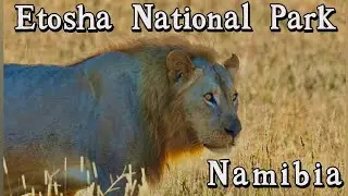 Etosha National Park | Incredible Animal Sighting | Anderson Gate to Halali | Self Drive | Day 12 