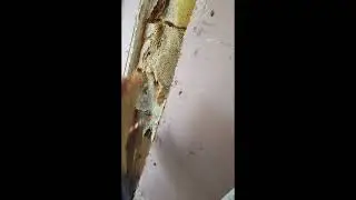 First Bee Hive Removal of 2023! Edited