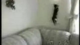 chats marrant