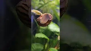 Guppies Picking on the Snail 🐌 #Shorts #Snail #Guppy @AquariumLiveStream4U