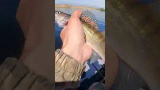Думал окунь покрупнее,оказалось судачок #fishing2024 #судакнаджиг