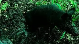 Florida Wild Pig Camera