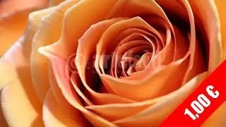 Burnt Orange Rose &ndash; Warm Cinematic Floral HD Stock Footage (1080p)