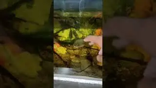 New update for red belly piranha fish 🐟🐟 || Rohan Fishes Vlog