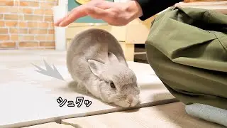 お呼びがかかるとダッシュで駆けつけ即なでなで体勢に入るウサギさん