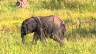 Baby elephant in the Okavango Panhandle with Ngwesi Houseboat