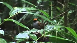 Cuspidor-de-m&aacute;scara-preta (Conopophaga melanops)