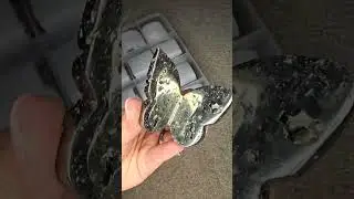 Druzy Pyrite 🦋 #crystals #butterfly #asmr