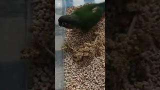 🐥 Funny Baby Conure Playing with Spray Millet ❤️ High Red Factor Yellow-Sided Conure Baby 🥰