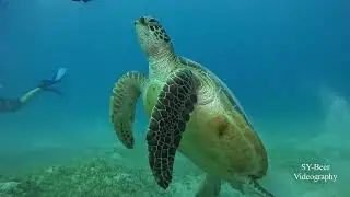 Unexpected encounter with friendly creatures of the Red Sea