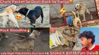 Farm K Ander Sanke Ka Bill Mila😨Pani Dal Kar Bhar Nikala😰|| Rock Ki Beti Dora Ki Entry Hui Farm Par😍