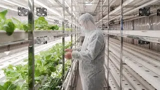 Massive Yield Tour: Inside a Lyine NFT Container Farm (4,000 Vegetables + 1,575 Seedlings)