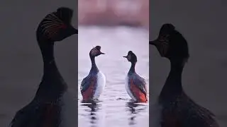 This is Black-necked grebe bird 😲(ये काले गर्दन वाले ग्रिबे पक्षी हैं)😲😲😲
