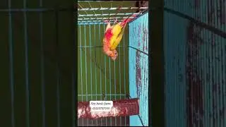 Finches #parrot #finches #birdspecies #bird #purplefinch #owlfinches #strawberryfinch #strawberrypri