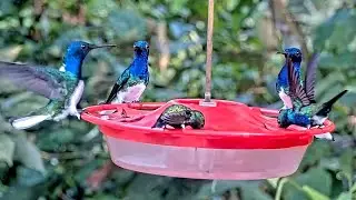 Panama Hummingbird Cam Returns With A Tropical Feeding Frenzy | Nov. 11, 2025