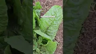 Allotment 5 Planting started நடவு தொடங்கியது