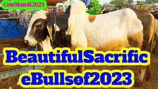 Cattle Market Karachi | Zahir Pir Cow Mandi Mandi Update | Gulabi nukre Bakra Eid 2023 | Bulls 2023