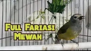 Opior Jawa gacor full Fariasi @ponirankwokchannel