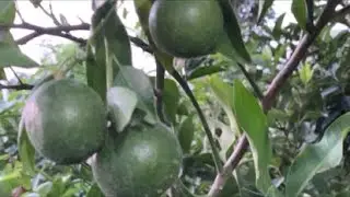 Giống cây ăn quả LH:@939/68/68/94
