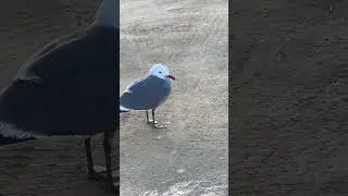 Heermann's gull gets the best view #travel
