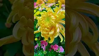 Beautiful nature view of flowers |natural flowers! #shorts