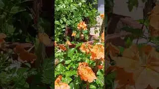 garden tour - part 1 #gardon #variety #flowers #home #malayalam