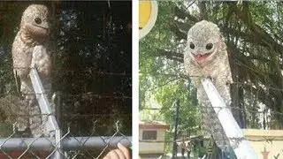 The great potoo is one weird-looking bird