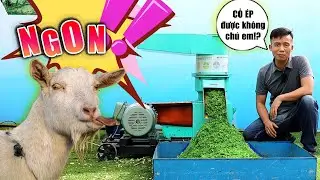 Máy Ép Cám Viên Ép Cỏ Có Lợi Ích Như Thế Nào Khi Chăn Nuôi?
