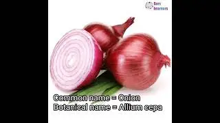 Botanical name of onion