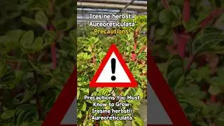 Iresine herbstii Aureoreticulata care Precautions