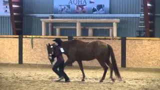 Showmanship at halter all breeds - Bohemian Rhapsody Quarter Show Roupov 2014