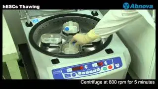 hESCs Thawing