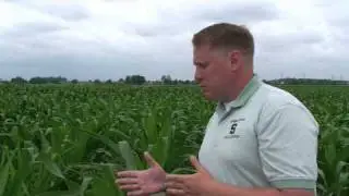 Wes Everman Discusses Common Corn Weeds