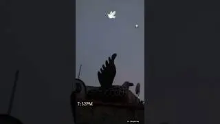 udhde a baaj ni #viral #trending #shorts