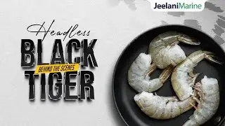 Headless Black Tiger Shrimps Production | JEELANI MARINE PRODUCTS