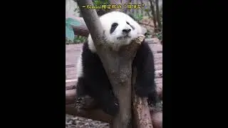 The chubby panda
