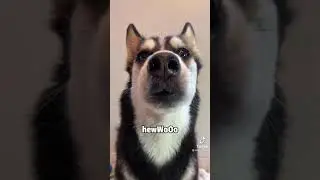 Maya the husky says hello